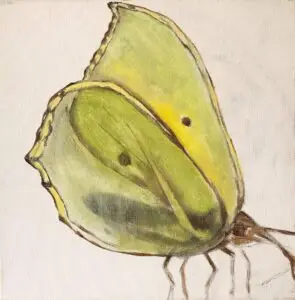 butterflies1-35