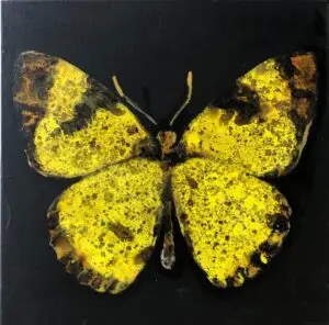 butterflies1-62