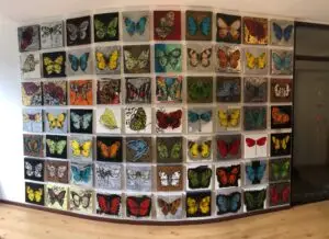 butterflies1-72