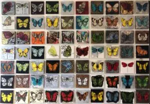 butterflies1-73