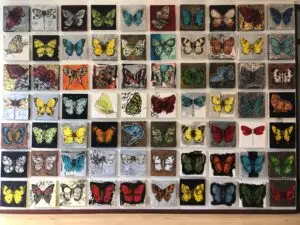 butterflies1-74