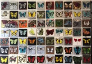butterflies1-75